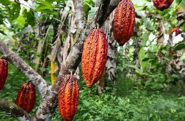 Cacaovruchten / cacaopeulen / cacao vers / Cabosse / variëteit Trinitario - Ecuador /  doos ca 3 kilo (ca 2-4 stuks afhankelijk van de grootte)