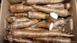 CASSAVE | CASAVE | YUCA | MANDIOCA | MANIOK | COSTA RICA | 1KG