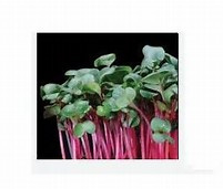 Chili Cress  | Koppert Cress - NL | 12 stuks