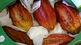 Cacaovruchten / cacaopeulen / cacao vers / Cabosse / variëteit Trinitario - Ecuador /  doos ca 3 kilo (ca 2-4 stuks afhankelijk van de grootte)