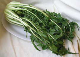 Puntarelle / cicoria puntarella/ catalogne cimata / Lazio /  Italië  / 1 kg (1-2 krop)