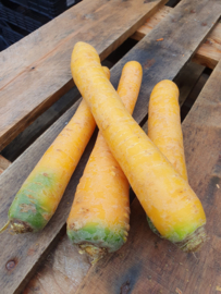 Gele peen / wortel geel | NL/ 1 Kilo