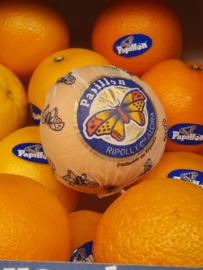 Sinaasappelen Lane Late |  Papillon | voor de hand | Spanje | Doos 10 Kilo (ca 40 stuks)