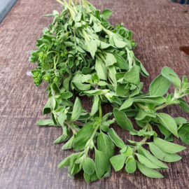 OREGANO VERS | BOS 150GRAM