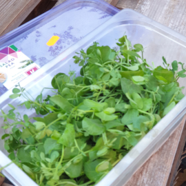 Salad Pea | Koppert cress - NL | 2x 100