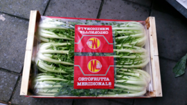 Puntarelle / cicoria puntarella/ catalogne cimata / Lazio /  Italië  / 1 kg (1-2 krop)