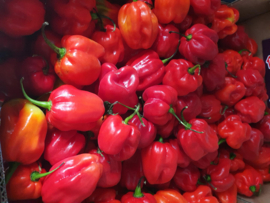 Habanero peper / Rood / NL  /200gram