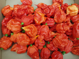 CALIFORNIA REAPER  | CAROLINA REAPERS | NEDERLAND | 1 KILO