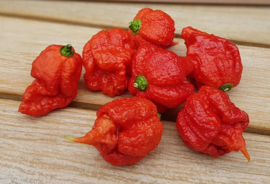 CAROLINA REAPER CHILI PEPPER | CALIFORNIA REAPERS  | 50gr (ca 4-6stuks)