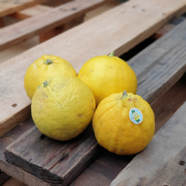 Bergamot | Bergamotto | Onbehandeld | Amalfi-Italie  | 1 KILO (ca 3-4 stuks )