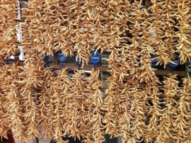 Droge bonen in de peul / Knipselbonen - Dreuge boon / oogst 2026 /  Hinrichs Riesen/ Updrögt Bohnen/ *NL / 250gram