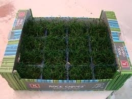 Rockchives  | Koppert Cress - NL | 12 stuks