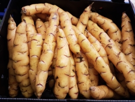 Oca de Peru | Rood - klein |  Klaverzuring | Oxales | Frankrijk/ 500gram