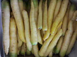 WITTE PEEN | WORTEL | NL | 1 KG