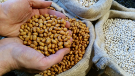 Bruine bonen / Zeeland / Oogst 2024 / 0,5 kilo