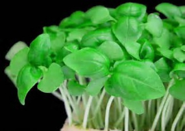 Basil cress | Basilicum | Koppert Cress - NL | 12 stuks