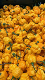 CAROLINA REAPER CHILI PEPPER  RED | CALIFORNIA REAPERS ROOD  |  NEDERLAND | 50gr (ca 4-6stuks)