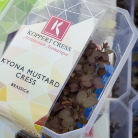 Kyona Mustard Cress | 12 stuks