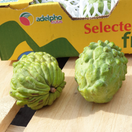 Atemoya | Kruising suikerappel x cherimoya | Brazilië | Per 10-12 stuks, ca 3.4 kg (onrijp, rijpen na)