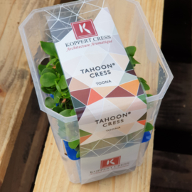 Tahoon Cress  | Koppert Cress - NL | 1 stuks