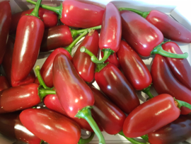 Jalapeno Peper Rood / Jalepeno / SPANJE / doos 2kg