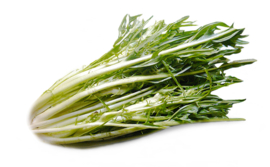 Puntarelle / cicoria puntarella/ catalogne cimata / Lazio /  Italië  / 1 kg (1-2 krop)