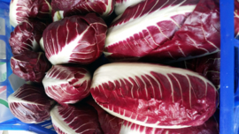 RADICCHIO ROSSO TREVISANO LUNGO PRECOCE | RODE ITALIAANSE SLA | TREVISE | VENETO |  PER 500GRAM