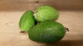 Feijoa / Fejioa / Feyoa | Ananasguave / Guavasteen /  Colombia / 2kg (ca 20-30 stuks)