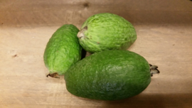 Feijoa guave / Fejioa | Feyoa | Ananasguave / Guavasteen / Colombia/  500gr (ca 5-8 stuks afhankelijk van de grootte)