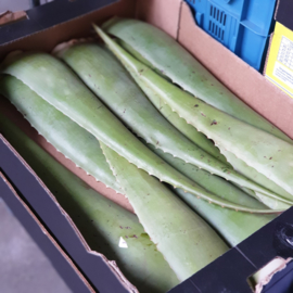 CACTUSBLAD | ALOE VERA | ALOE BARBEDENSIS |  VERSE BLADEREN / *SPANJE / DOOS 4 KILO (ca 6-8 blad afhankelijk van de grootte