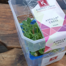 Affilla  | Koppert Cress - NL | 12 stuks