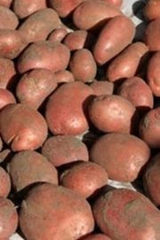 ALOUETTE / SOORT RAYA | HALF VAST | ONBEHANDELD | OOGST 2025 | *NL | 2,5KILO