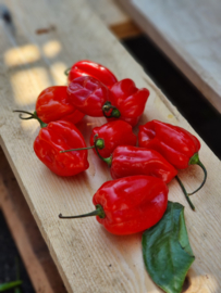 Habanero peper / Rood / NL  /200gram