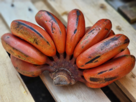 Banaan / Rode bananen / Ecuador / 1 kilo