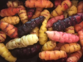 Oca de Peru | Rood - klein |  Klaverzuring | Oxales | Frankrijk/ 500gram