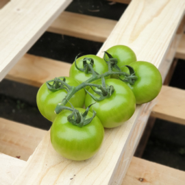 TROSTOMATEN GROEN ONRIJP  | GROENE ONRIJPE TROS TOMATEN | CHUTNEY TOMATEN | Nederland | Doos 5 kilo