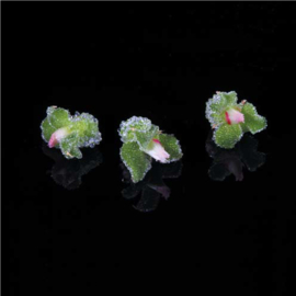 Blinq Blossom | Lichtgroen | Koppert cress | Nl | bakje 2x 20stuks