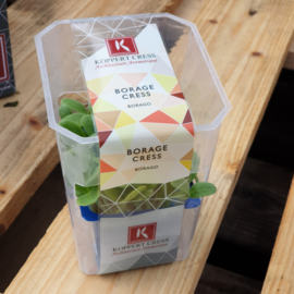 Borage Cress  | Koppert Cress - NL | 1 stuks