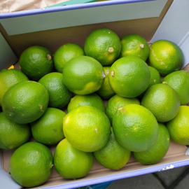BRAZILIE | Limes | limoen | lemoen | ONBEHANDELD - SPANJE | doos 4 kilo (ca 60 stuks)