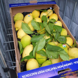 *ONBEHANDELD | AMALFI CITROEN MET BLAD | GROTE MAAT  | SFUSATO  | LIMONI CON FOGLIA | ITALIE / SORRENTO | AMALFIKUST  |  LIMONCELLO CITROENEN | DOOS 7 KG ( ca 30 stuks)