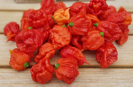 CALIFORNIA REAPER  | CAROLINA REAPERS | NEDERLAND | 250gr 