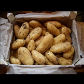 Aardappelen nieuwe oogst / Spunta/ Half-vast / Italie - Siracusa / kist ca 12,5kg