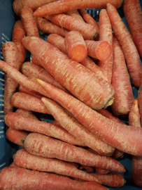 RODE peen / wortel rood | NL | 1 kilo