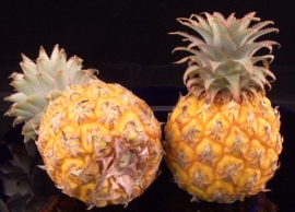 Ananas | Baby ananas / Mini ananas / rijp geoogst / Mauritius / doos 10 stuks - 3,5kg