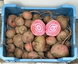 CHIOGGIA BIET  | BIETEN ROOD-WIT GESTREEPT |  NL | 1 KILO