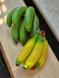 Banaan / Baby bananen / babybanaantjes / Appelbanaan |  Bananitos / Onrijp /Colombia / 1 doos 3 kilo (ca 12 trosjes)