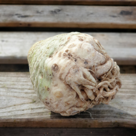 KNOLSELDERIJ | CELERIAC |  *NL | 1 STUKS