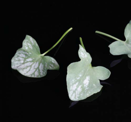 Syrha Leaves | Koppert cress - NL | Bakje 2x 25 stuks