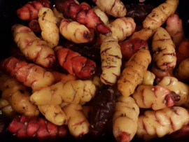 Oca de Peru | Rood - klein |  Klaverzuring | Oxales | Frankrijk/ 500gram