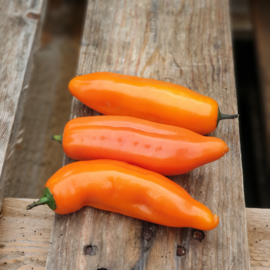 Aji Amarillo peper | Spanje | 200gram (4-6 stuks)